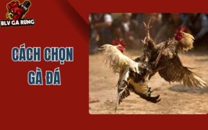 Cách Chọn Gà Đá Hay – Bí Kíp Tuyển Chiến Kê Chuẩn Cùng BLV Gà Rừng