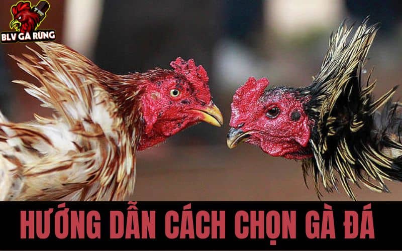 Hướng Dẫn Cách Chọn Gà Đá Hay Từ A-Z