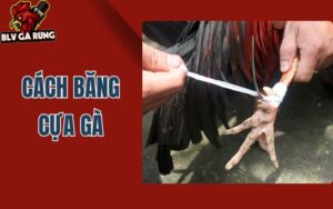 BLV Gà Rừng Hướng Dẫn Cách Băng Cựa Gà Đá Chuẩn Thi Đấu Thomo