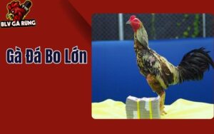 Bí Quyết Nuôi Gà Đá Bo Lớn - Giúp Chiến Kê Tới Pin Nhanh Chóng