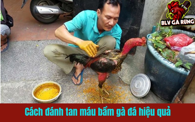 Bí quyết đánh tan máu máu bầm cho gà đá Bí quyết đánh tan máu máu bầm cho gà đá