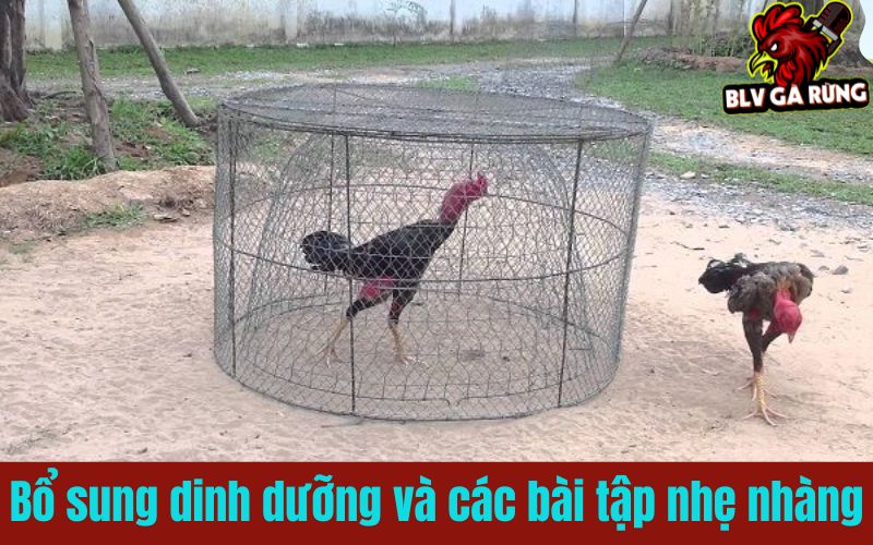 Bổ sung dinh dưỡng và tập luyện nhẹ nhàng