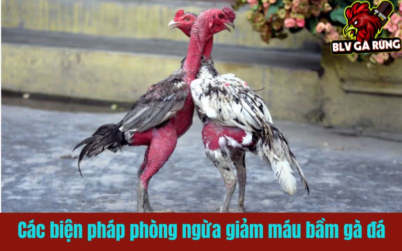 Các biện pháp phòng ngừa giảm máu bầm gà đá hiệu quả Các biện pháp phòng ngừa giảm máu bầm gà đá hiệu quả