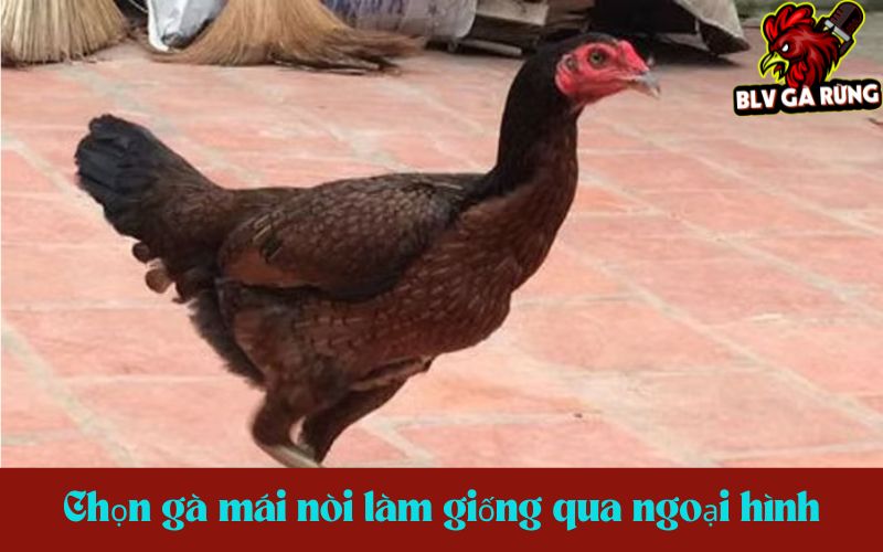 Cách chọn mái nòi làm giống qua ngoại hình