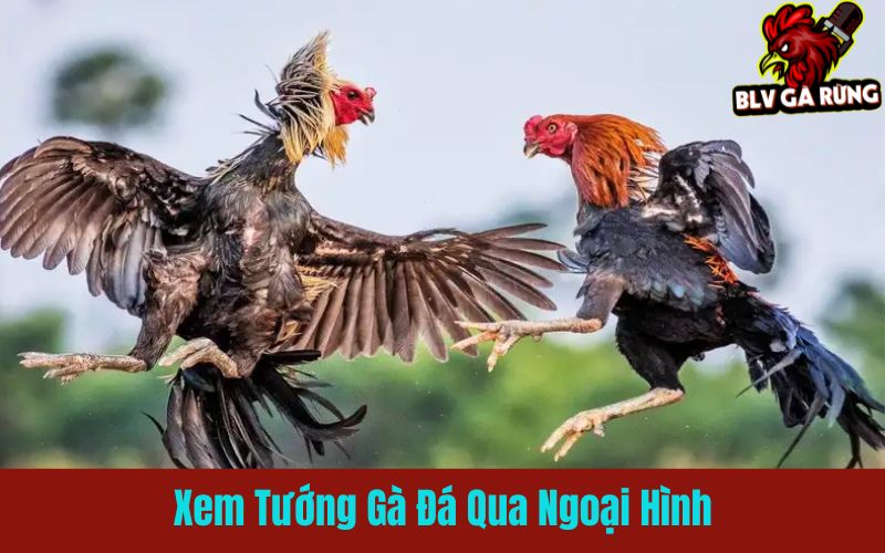 Cách đánh giá sức bền gà chọi qua lườn, chân và dáng đi
