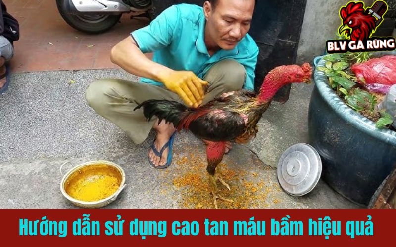Cách dùng cao tan máu bầm giúp gà chiến nhanh lành vết thương