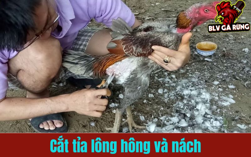 Cắt tải lông hồng, nách giúp chiến kê bền bỉ hơn