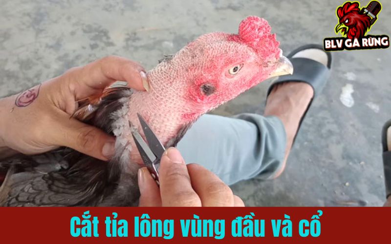 Cắt tỉa lông đầu cổ xóa bỏ điểm yếu gà chọi