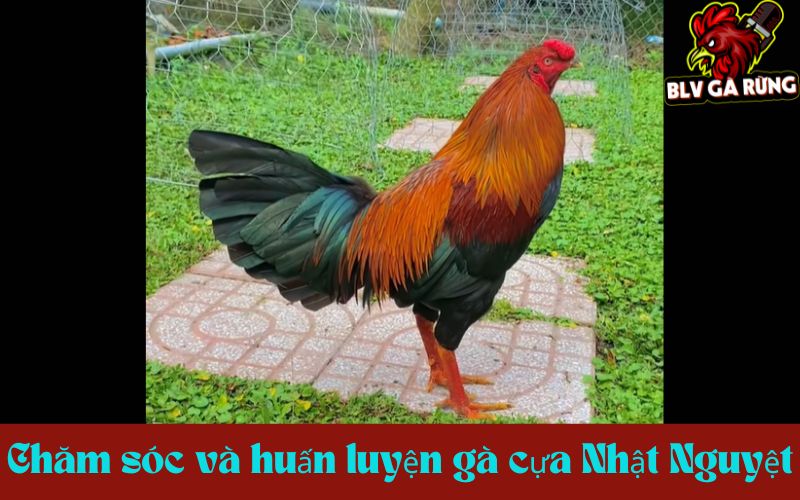 Chăm sóc và huấn luyện gà cựa Nhật Nguyệt