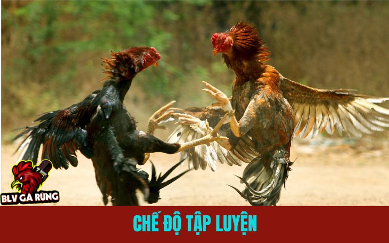 Chế Độ Tập Luyện Trong Quá Trình Nuôi Gà Đá Cựa Sắt