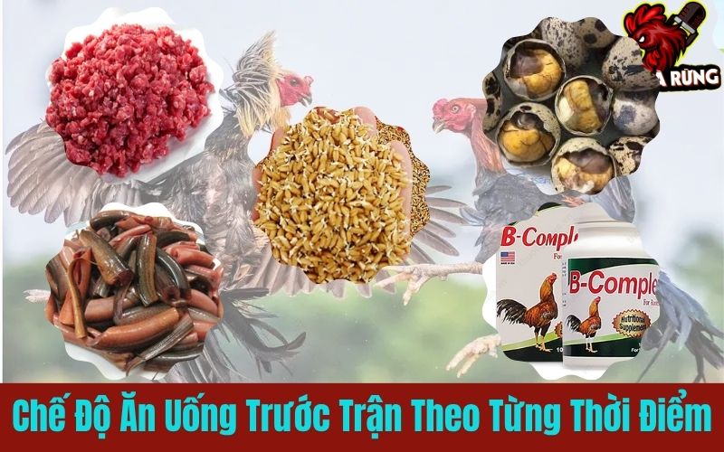Chế độ ăn uống gà chiến trước trận theo từng thời điểm