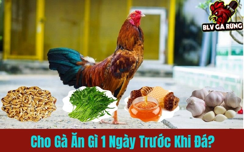 Cho gà ăn gì trước khi lâm trận giúp chiến kê bất bại?