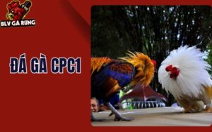 Đá Gà CPC1 – Khám Phá Hệ Thống Trực Tiếp Các Trận Gà C1 Campuchia