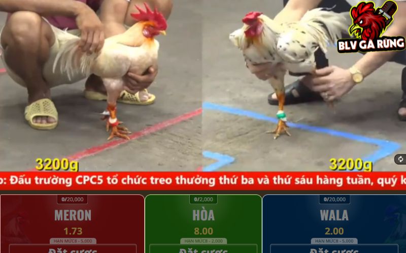 Đá gà mạng là hình thức cá cược thông qua nhà cái online