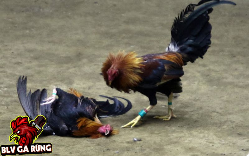 Đặc điểm các dòng gà đá cựa sắt đang được dùng thi đấu tại Việt Nam, Campuchia, Philippines