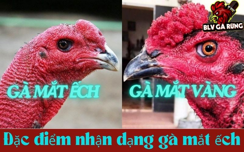 Đặc điểm nhận dạng đôi mắt ếch độc đáo Đặc điểm nhận dạng đôi mắt ếch độc đáo