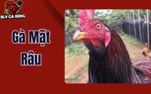 Độc Lạ Gà Mặt Râu - Chiến Kê Đẳng Cấp Nhất Của Sư Kê Mít Trà Cú