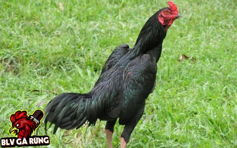 Dòng Gà JAP (Giáp)