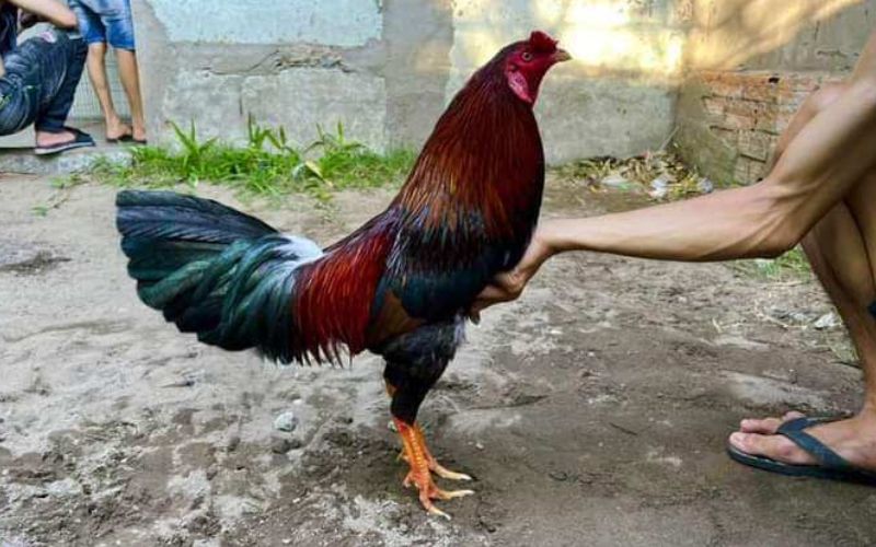 Gà Danh Thomo Sở Hữu Vảy Gà Quý