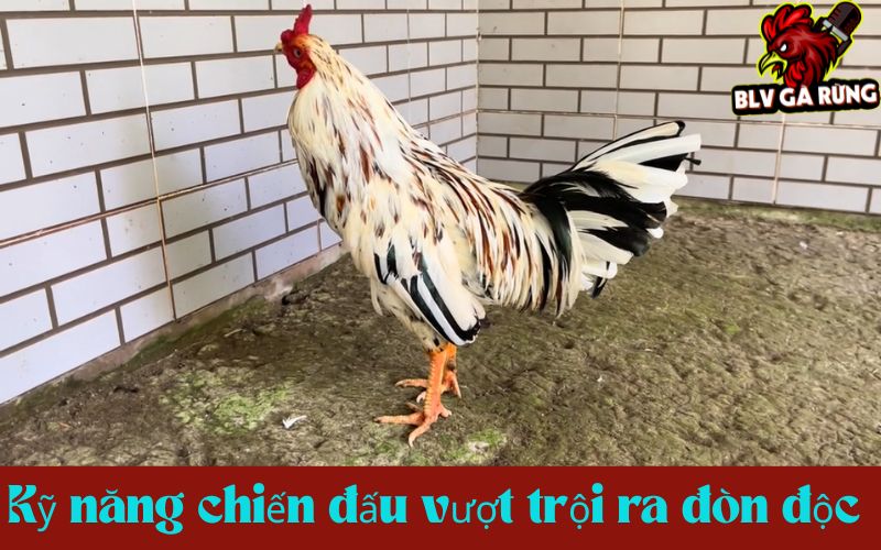 Gà cựa Nhật Nguyệt bất bại với những đòn độc hiểm