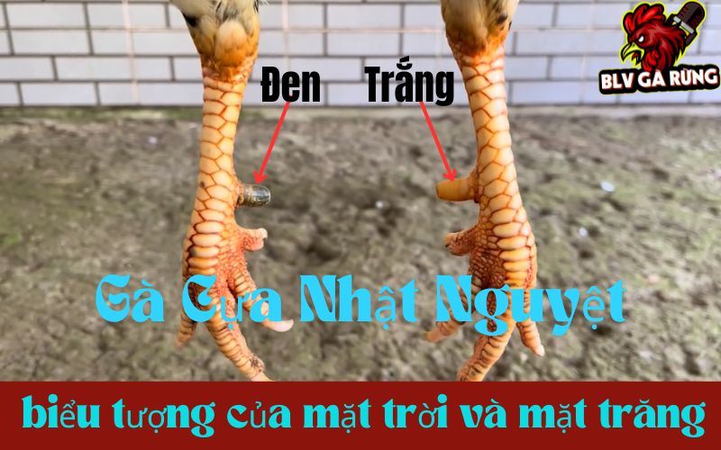 Gà cựa Nhật Nguyệt biểu tượng âm dương của mặt trời và mặt trăng