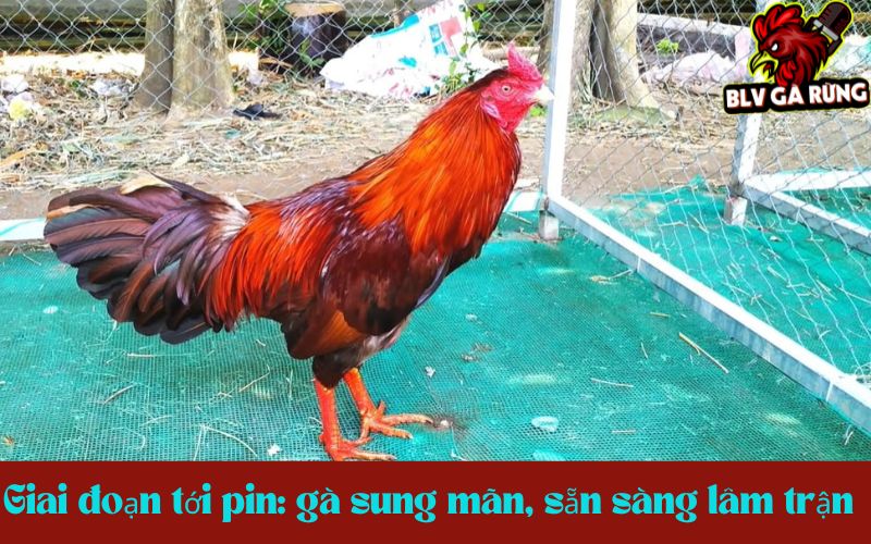 Giai đoạn nuôi tới pin: gà sung mãn, sẵn sàng lâm trận Giai đoạn nuôi tới pin: gà sung mãn, sẵn sàng lâm trận