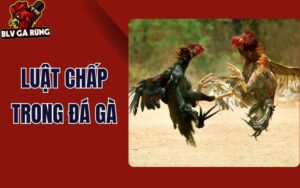 Giải thích Luật Chấp Trong Đá Gà – Cách Bắt Kèo Trong Những Trận Gà Chấp