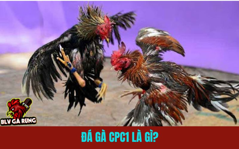 Giới thiệu tổng quan về đá gà CPC1