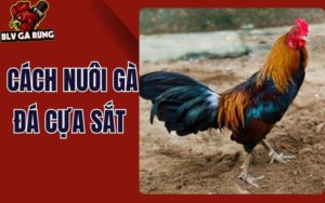 Hướng Dẫn Cách Nuôi Gà Đá Cựa Sắt Chuẩn Từ Tuyển Giống Đến Chăm Sóc