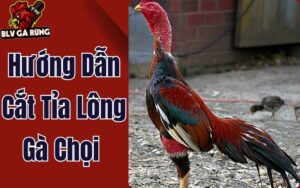 Hướng Dẫn Cắt Tỉa Lông Gà Chọi Đúng Kỹ Thuật Giúp Gà Khỏe Đẹp