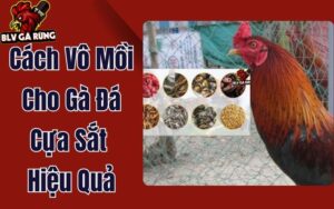 Hướng Dẫn Vô Mồi Cho Gà Đá Cựa Sắt - Đảm Bảo Chiến Kê "Tới Pin" 100%