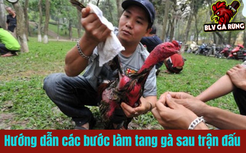 Hướng dẫn các bước làm tang gà sau trận đấu