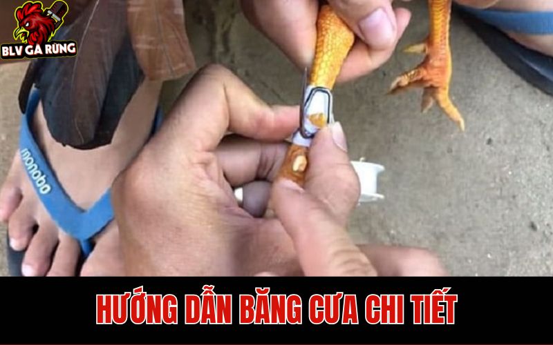 Hướng dẫn cách băng cựa gà đá chính xác nhất