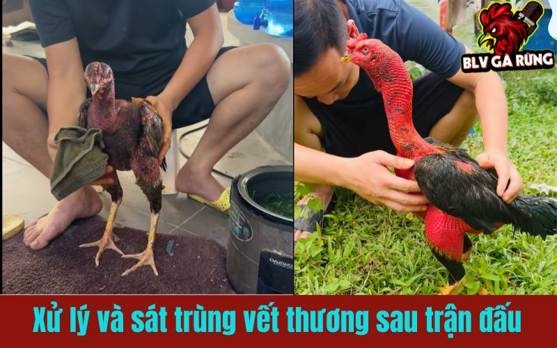 Hướng dẫn chi tiết xử lý vết thương cho gà chiến sau khi đá