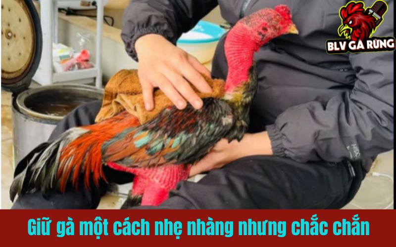 Kẹp gà vào giữa hai đùi xoa bóp tỉ mỉ từng vùng cơ