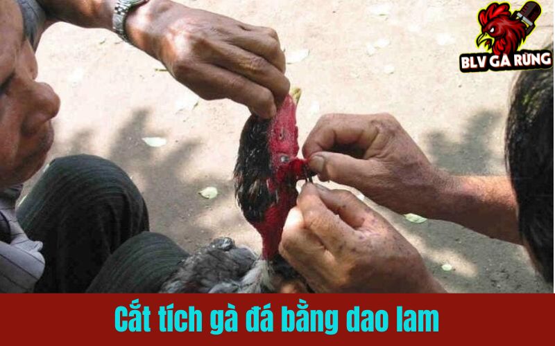 Kỹ thuật cắt tích gà đá bằng dao lam