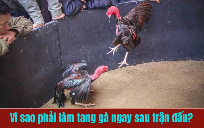 Làm tang gà đúng cách giúp chiến kê sớm trở lại phong độ đỉnh cao