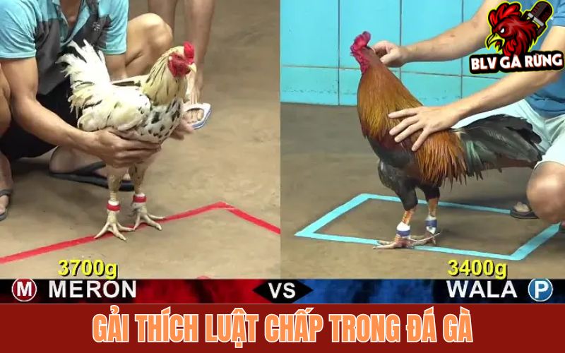 Giải Thích Luật Chấp Trong Đá Gà – Cách Bắt Kèo Những Trận Gà Chấp Luật chấp đá gà chung tại các trường gà hiện nay