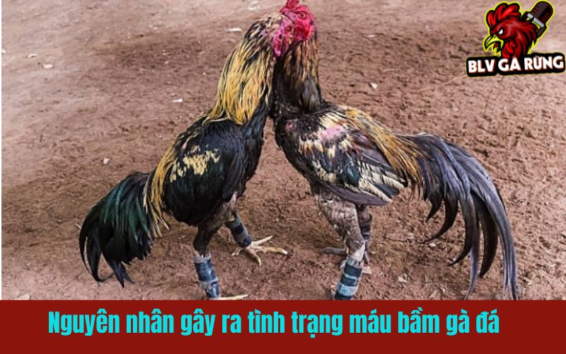 Máu bầm gà đá - dấu hiệu tổn thương mạch máu ngầm Máu bầm gà đá - dấu hiệu tổn thương mạch máu ngầm