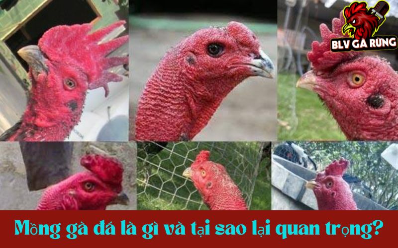 Mồng gà đá là gì và tại sao lại quan trọng? Mồng gà đá là gì và tại sao lại quan trọng?