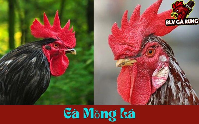 Mồng lá là loại mồng phổ biến và được nhiều sư kê yêu thích. Mồng lá là loại mồng phổ biến và được nhiều sư kê yêu thích.