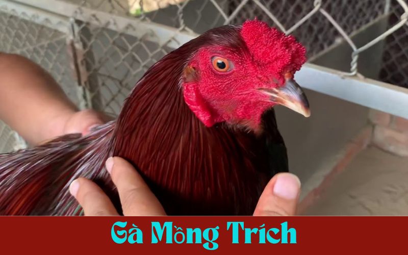 Mồng trích có gì đặc biệt mà sư kê nào cũng muốn sở hữu? Mồng trích có gì đặc biệt mà sư kê nào cũng muốn sở hữu?