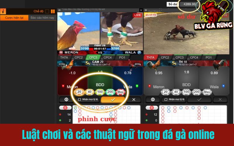 Đừng đặt cược mù quàng khi chưa hiểu luật chơi và thuật ngữ