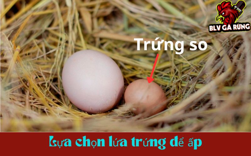 Nên bỏ lứa trứng đầu tiên, ấp trứng từ lứa thứ hai trở đi 
