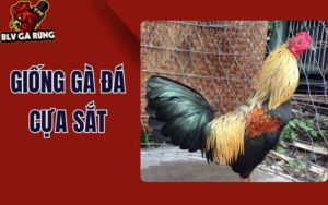 Những Dòng Gà Đá Cựa Sắt Hay Được Sư Kê Thomo Ưa Chuộng Nhất Hiện Nay