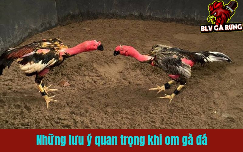 Những lưu ý quan trọng khi om bóp gà đá