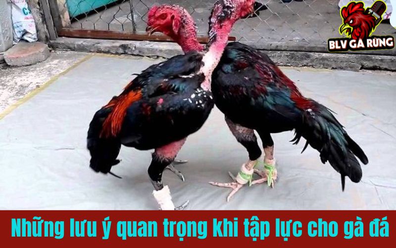 Những lưu ý quan trọng khi tập lực cho gà đá