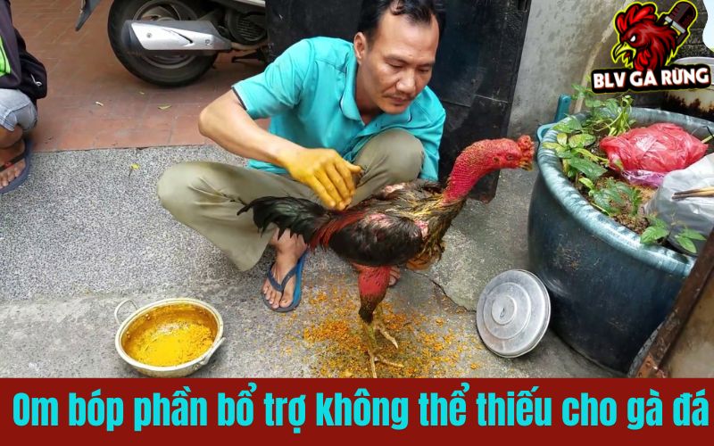 Om và xoa Bóp phần bổ trợ không thể thiếu cho gà đá