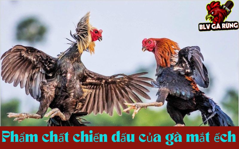 Phẩm chất chiến đấu đáng nể của gà mắt ếch Phẩm chất chiến đấu đáng nể của gà mắt ếch