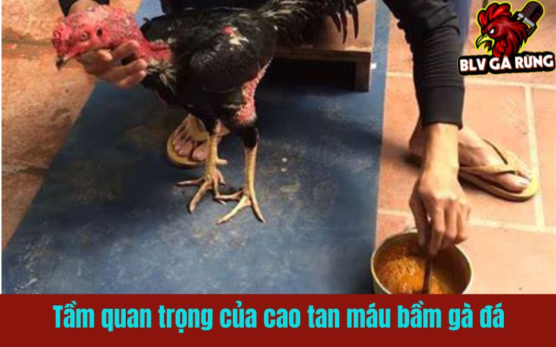 Tại sao cao tan máu bầm gà đá là vật bất ly thân của mọi sư kê?